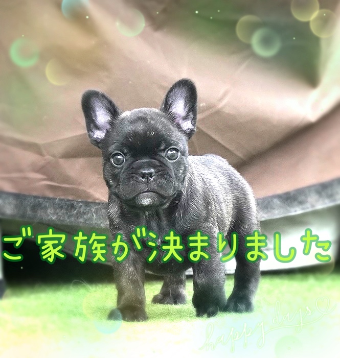 子犬情報