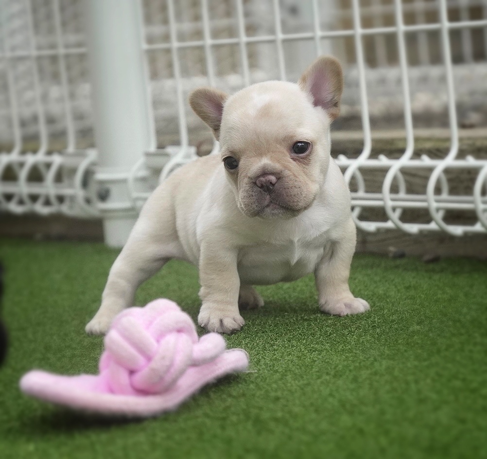 子犬情報