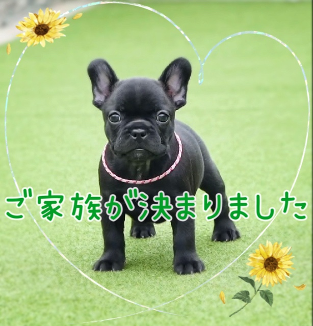 子犬情報