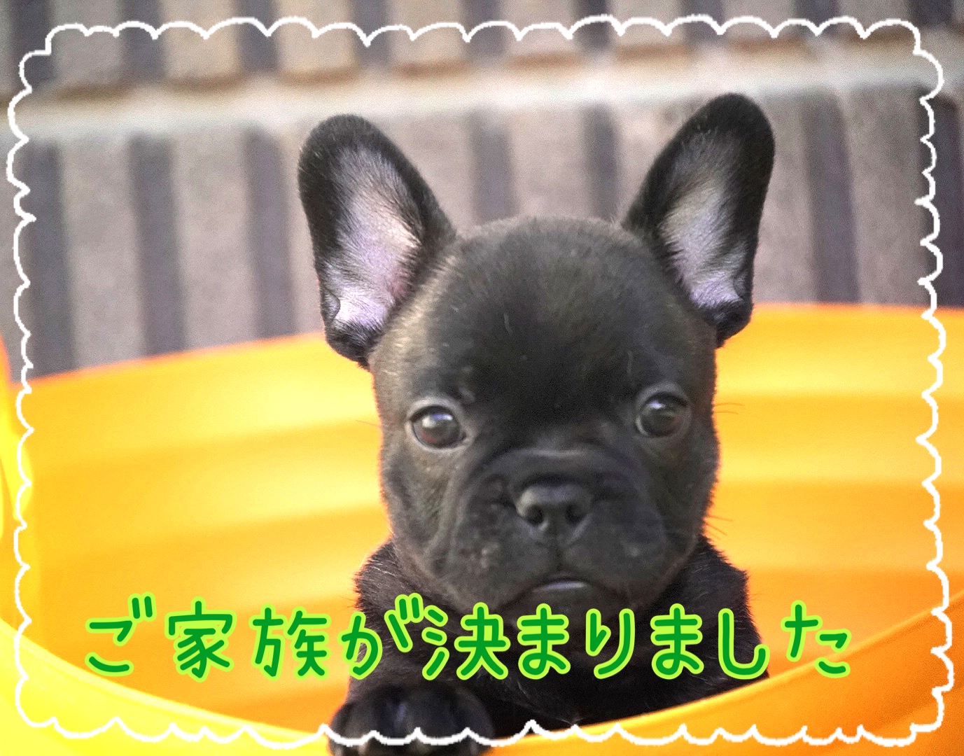 子犬情報
