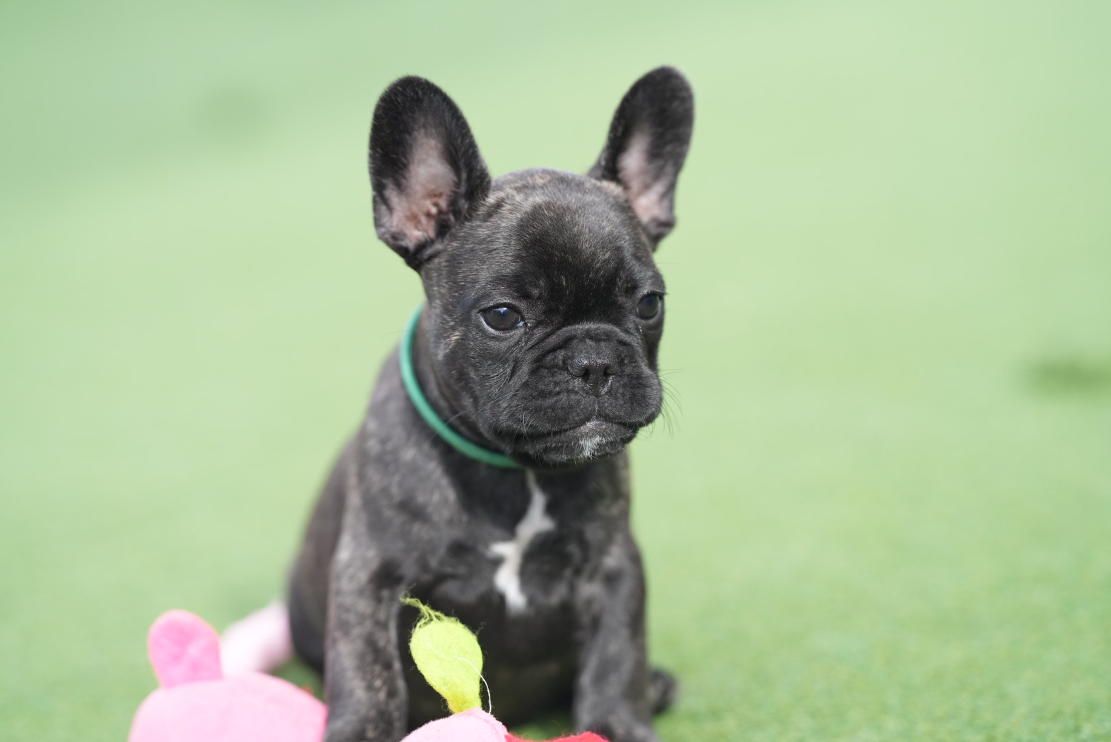 子犬情報