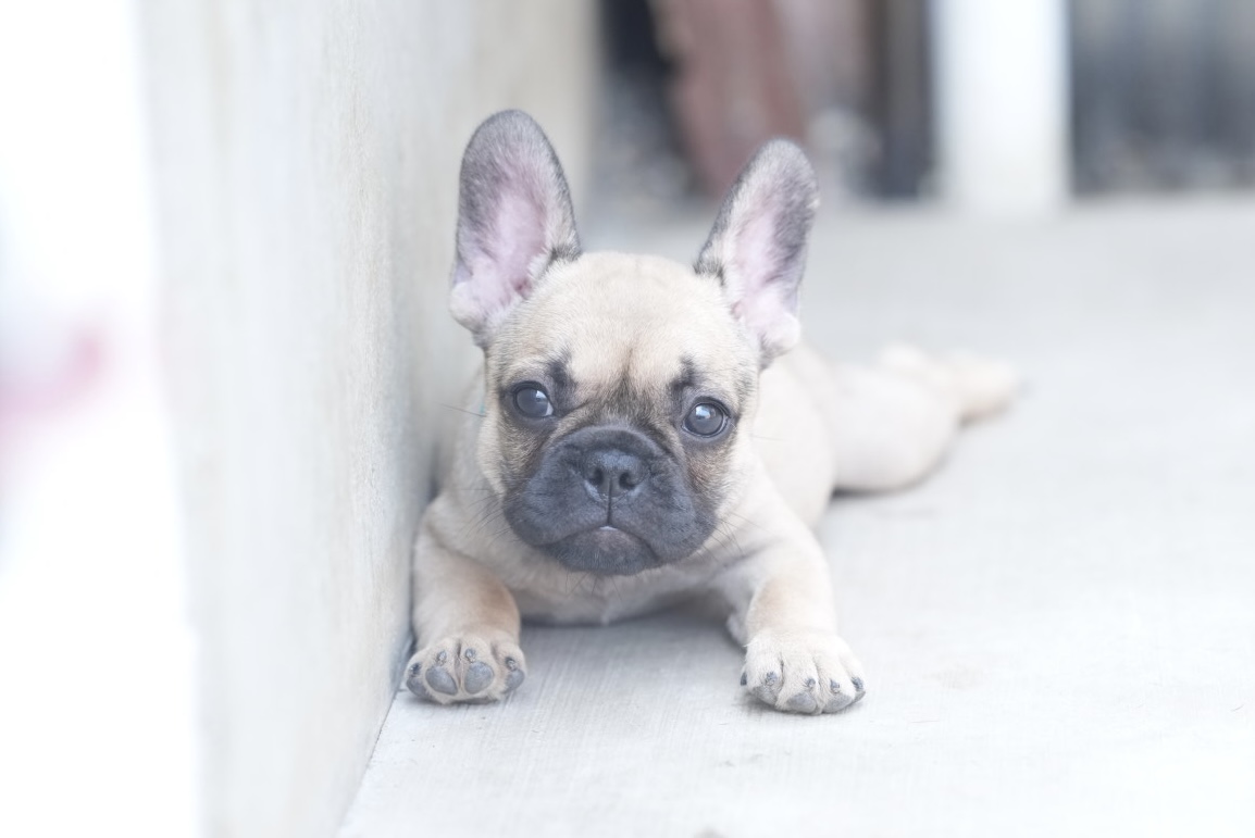 子犬情報