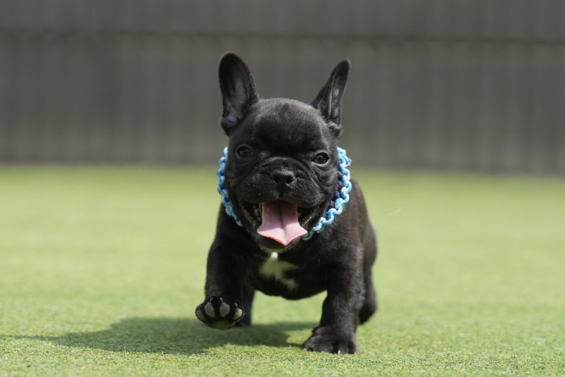 子犬情報