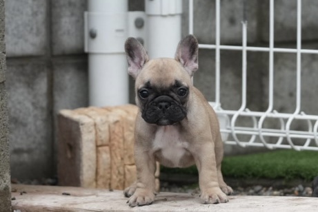 子犬情報