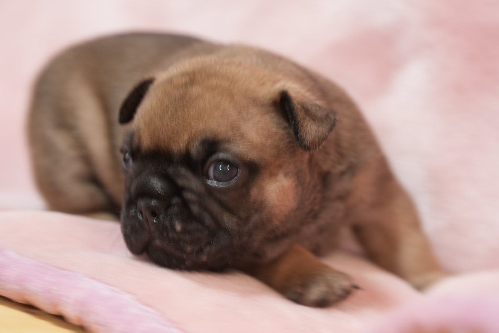 子犬情報