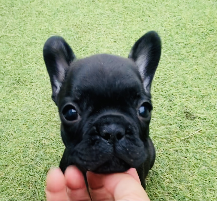 子犬情報