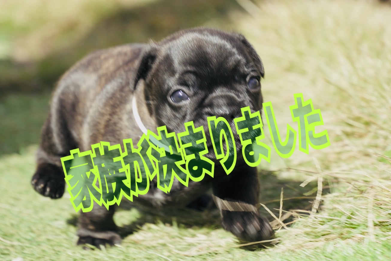 子犬情報