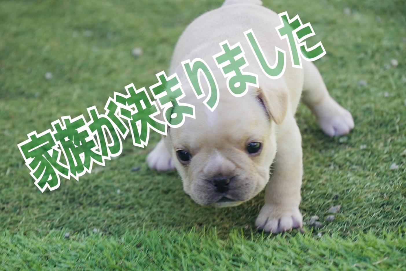 子犬情報