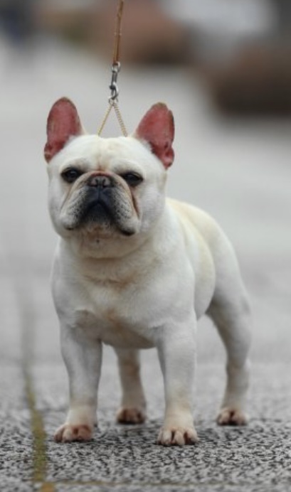 <p>他犬舎の男の子です。<br />
性格が良く穏やかな子です。<br />
アメリカチャンピオンのタイトルを持っています。</p>
