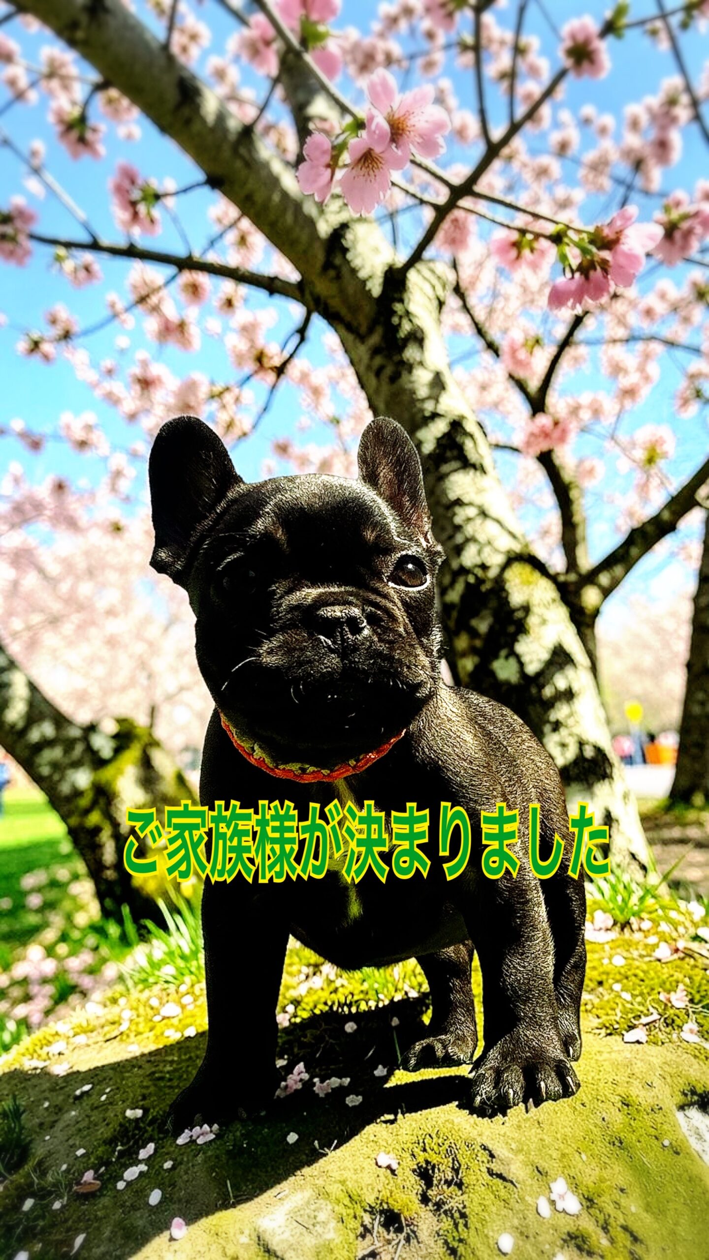 子犬情報