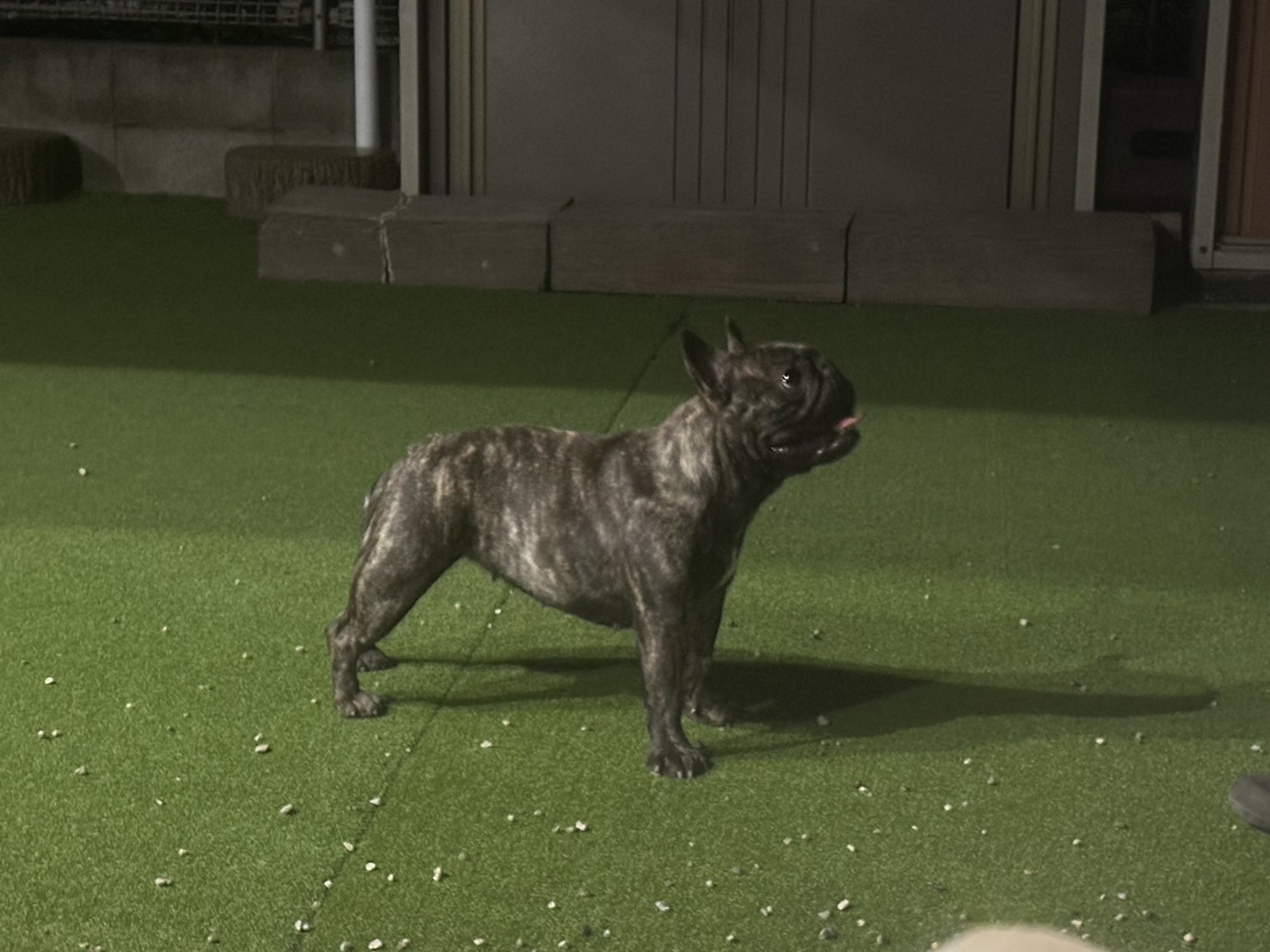 <p>愛は看板犬の心の初めての子ども。我家に残した唯一の娘。最後3ヶ月から修行に行ってドッグショーにチャレンジしていた子。途中で断念して我家でのほほんと過ごしています😂<br />
子煩悩で子育てがしたくってしょうがない。愛情たっぷりな女の子です❣️</p>