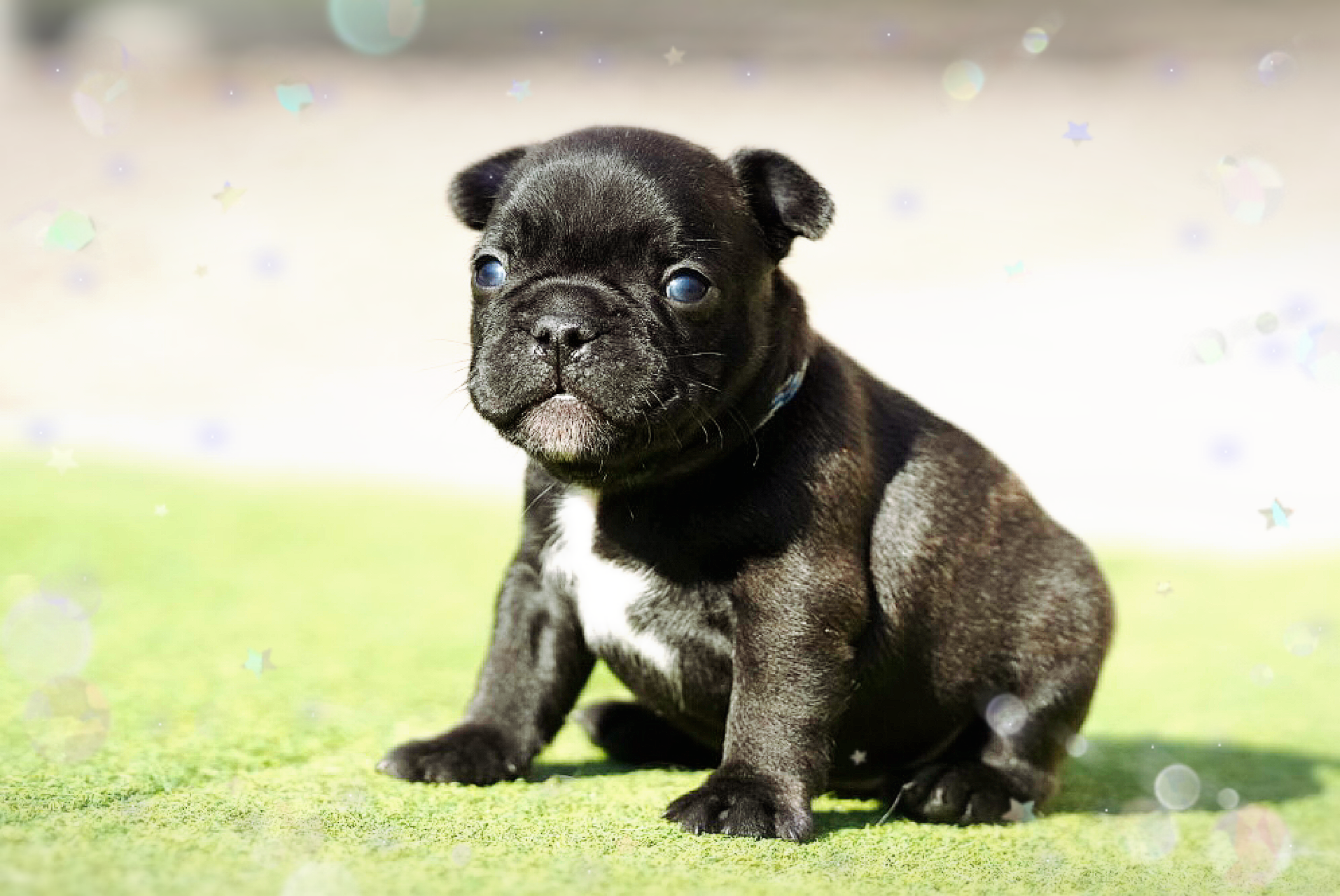 子犬情報