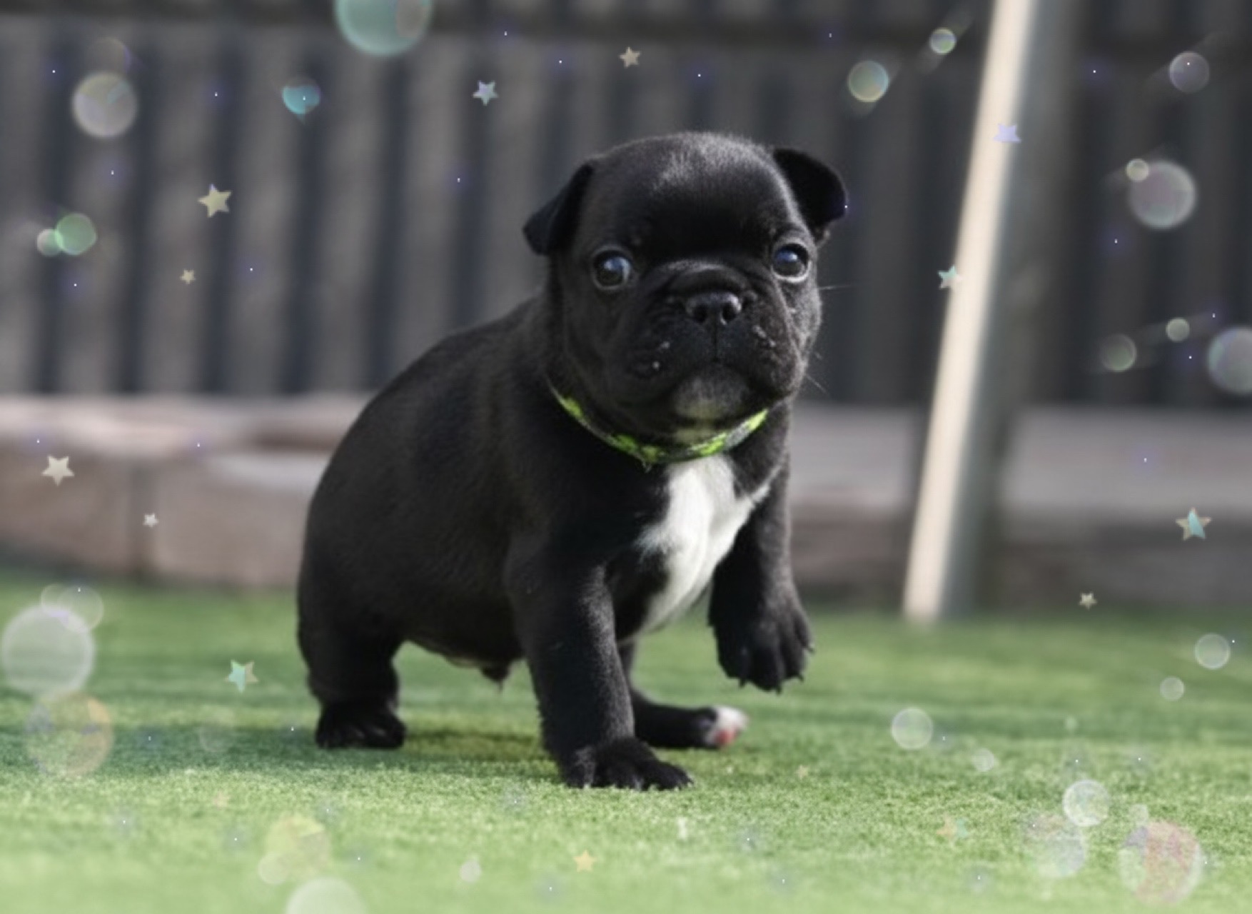 子犬情報