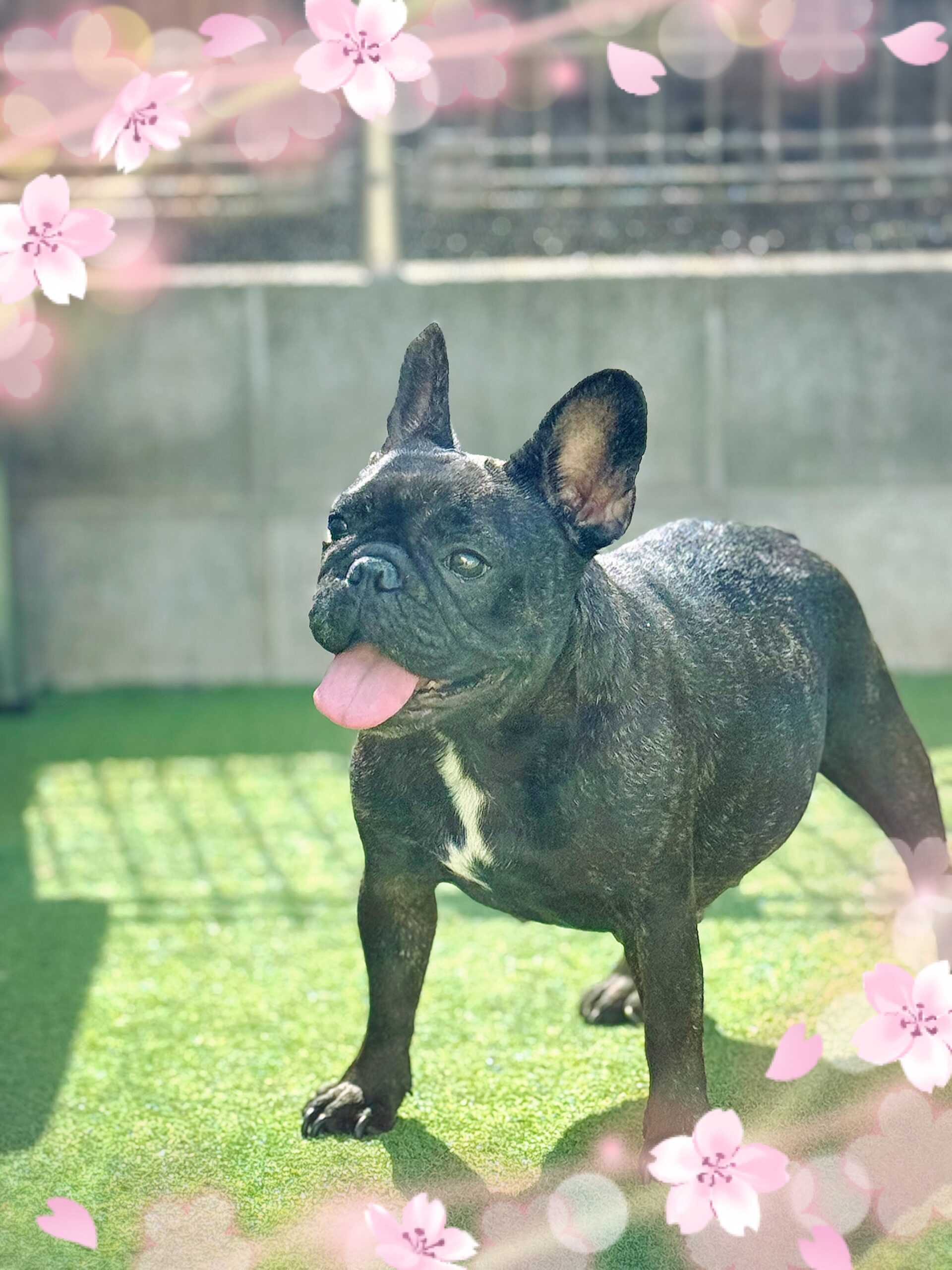<p>凛のお母さんは外産で優良血統で犬のクオリティも良い子です。凛も少しはお母さんの良い所をもらってきてるかなぁと😂性格は人が大好きでカマチョ😍従順で可愛いですよ。ただ犬の中に入ると構われるのが好きじゃないので我慢のラインを超えるとケンカをしてしまう事も😢若い頃よりは我慢がきくようになってますけど。。。🤭<br />
子煩悩で魔の10日をこえたあたりから子育てを1人でやってくれてました。</p>