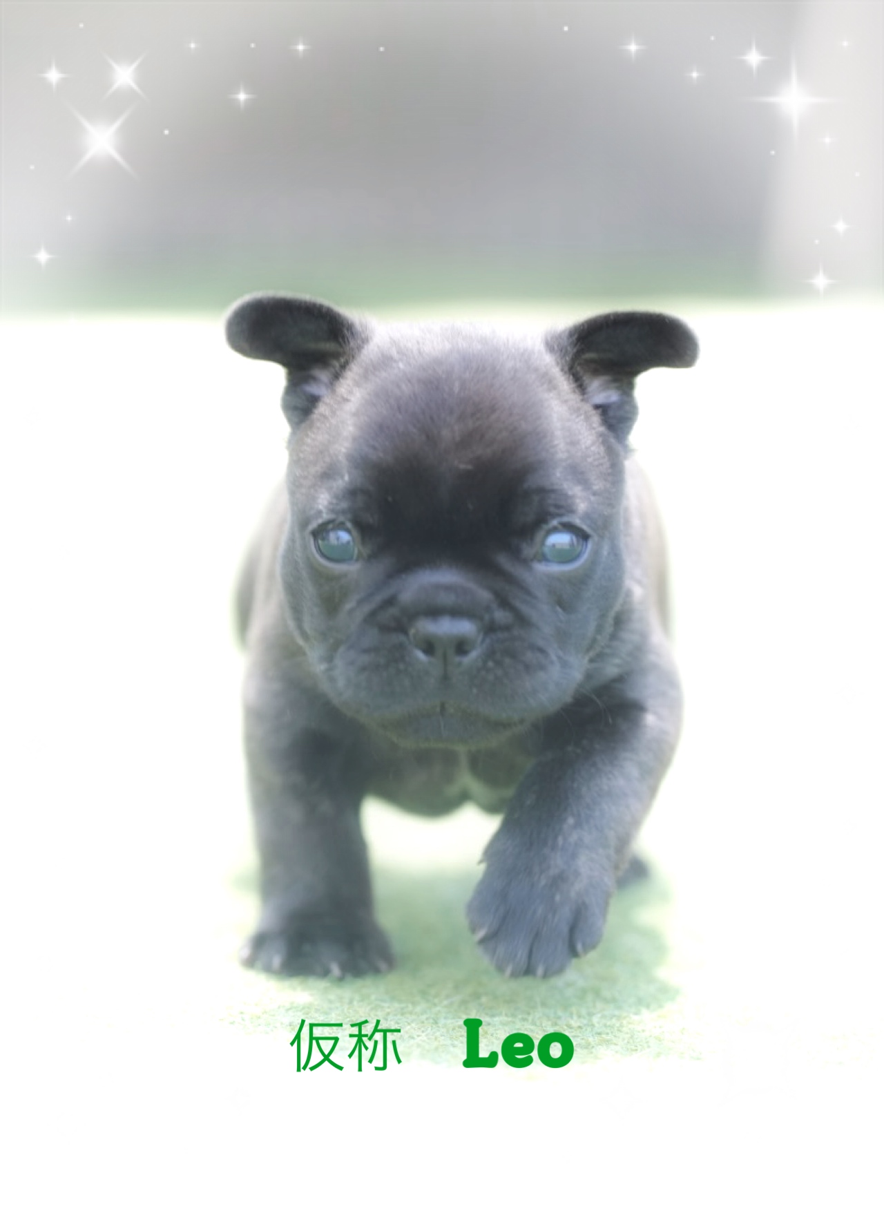 子犬情報