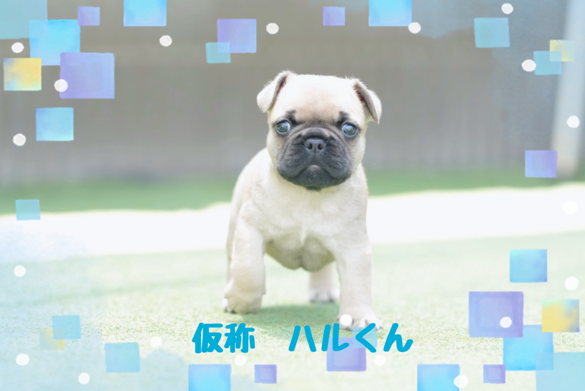 子犬情報