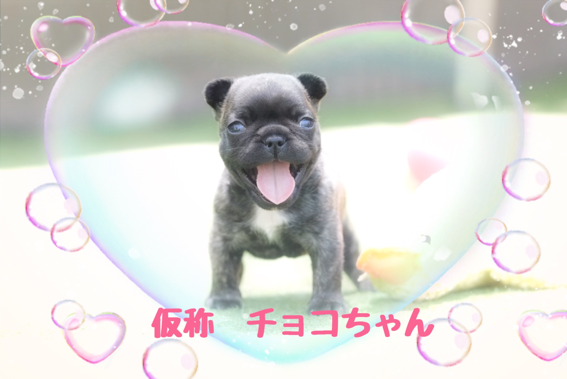 子犬情報