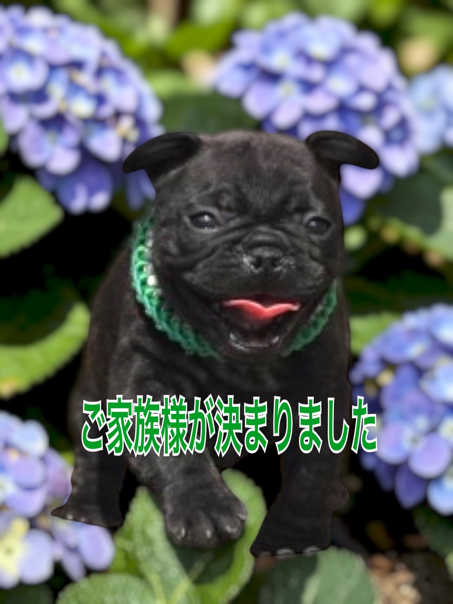 子犬情報