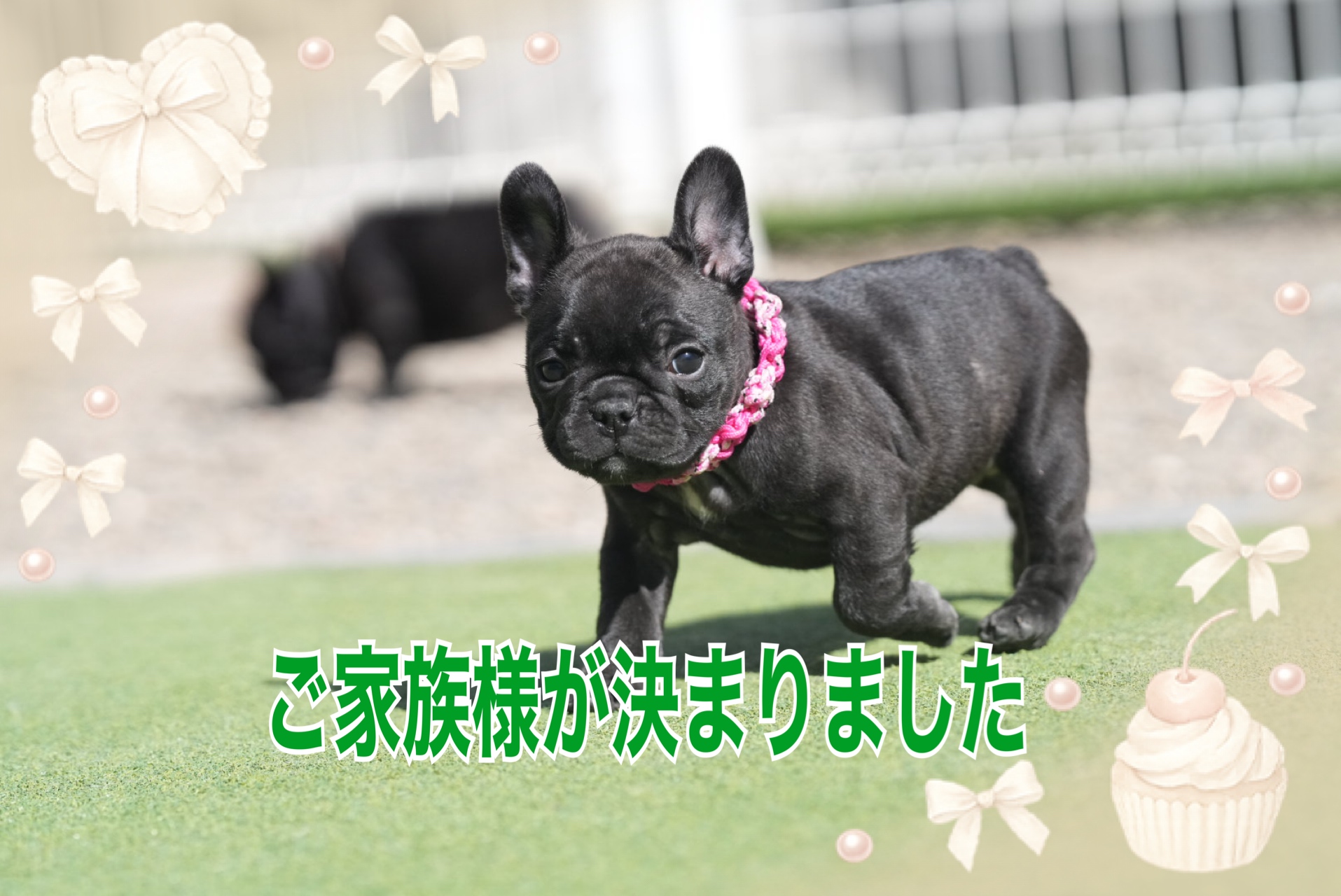 子犬情報