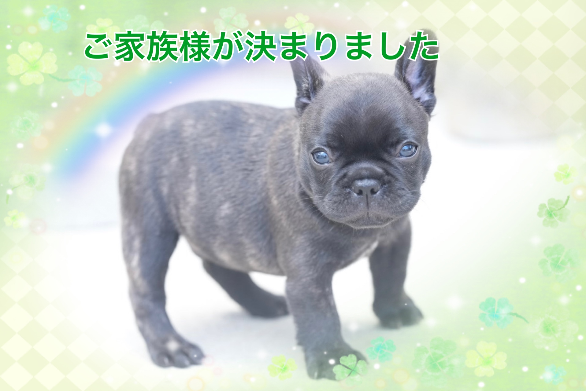 子犬情報