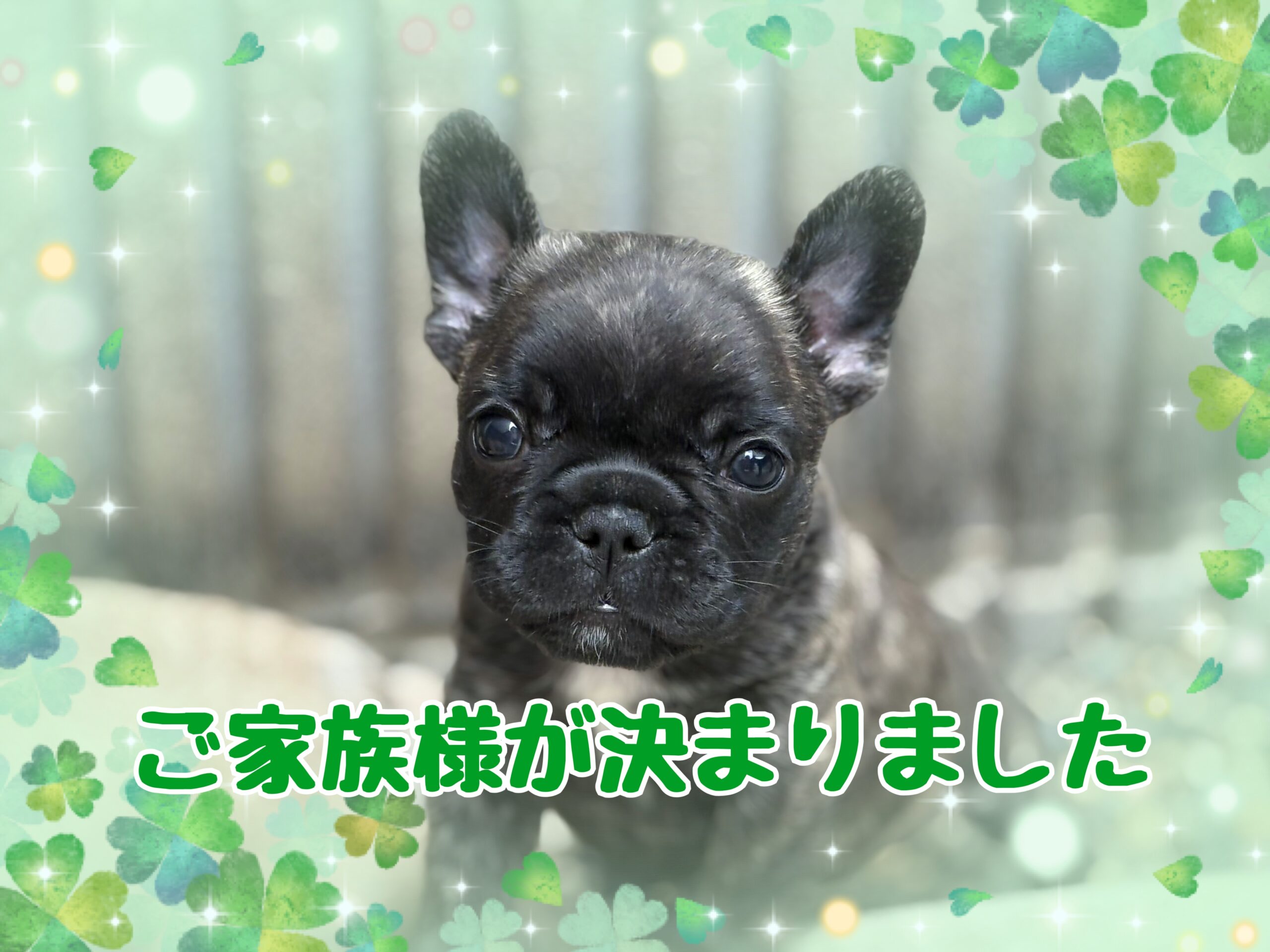 子犬情報