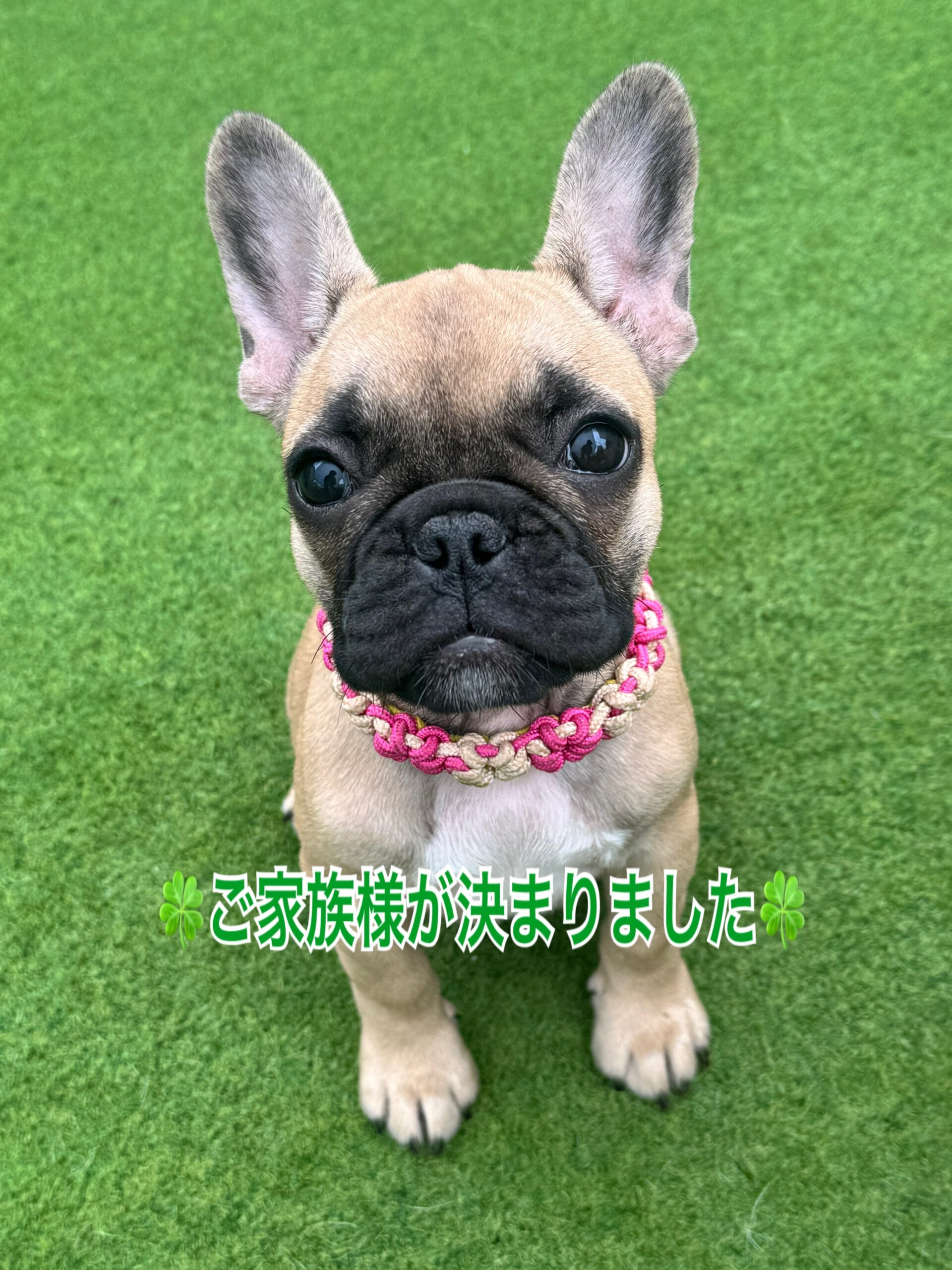 子犬情報