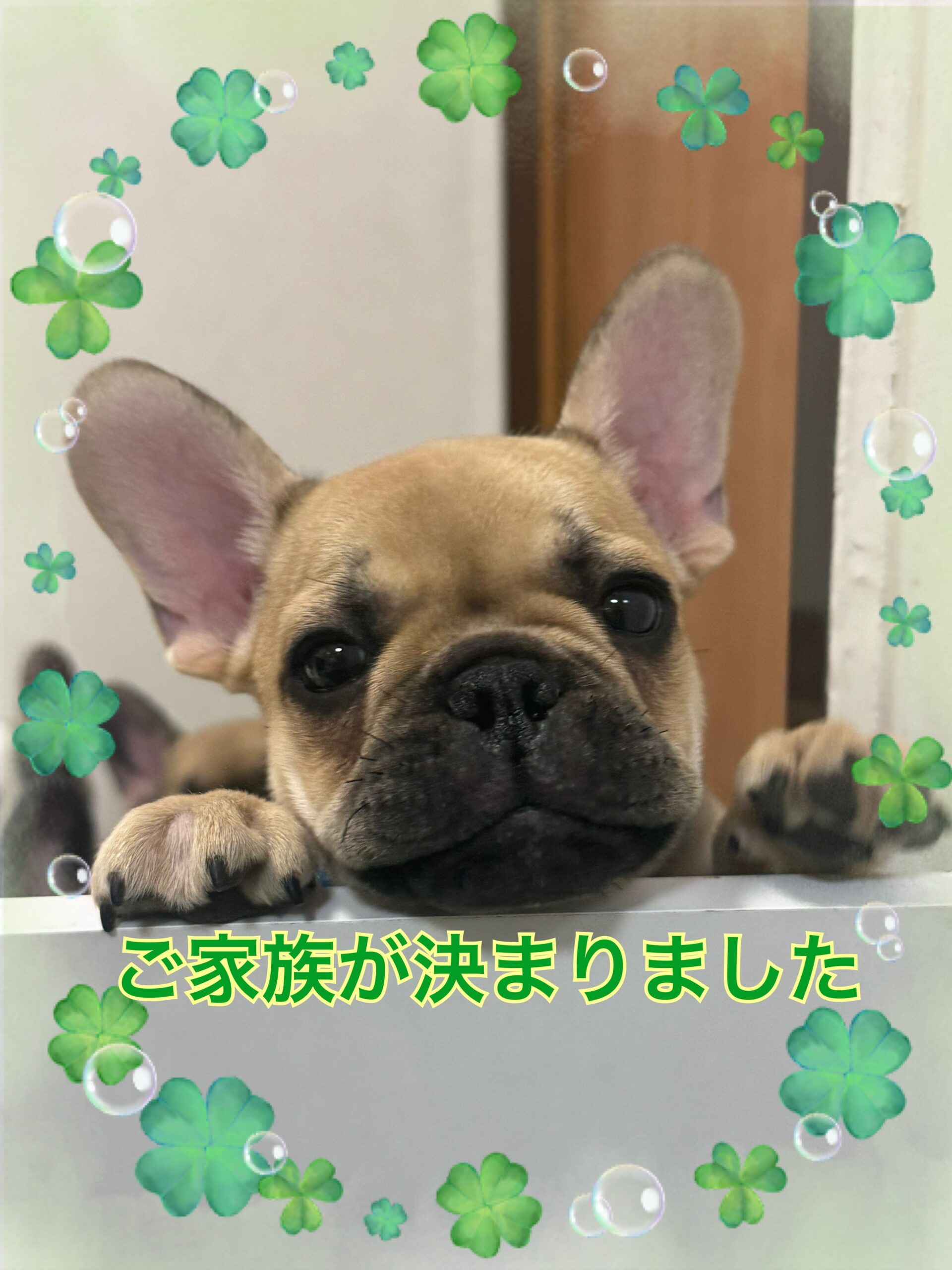 子犬情報