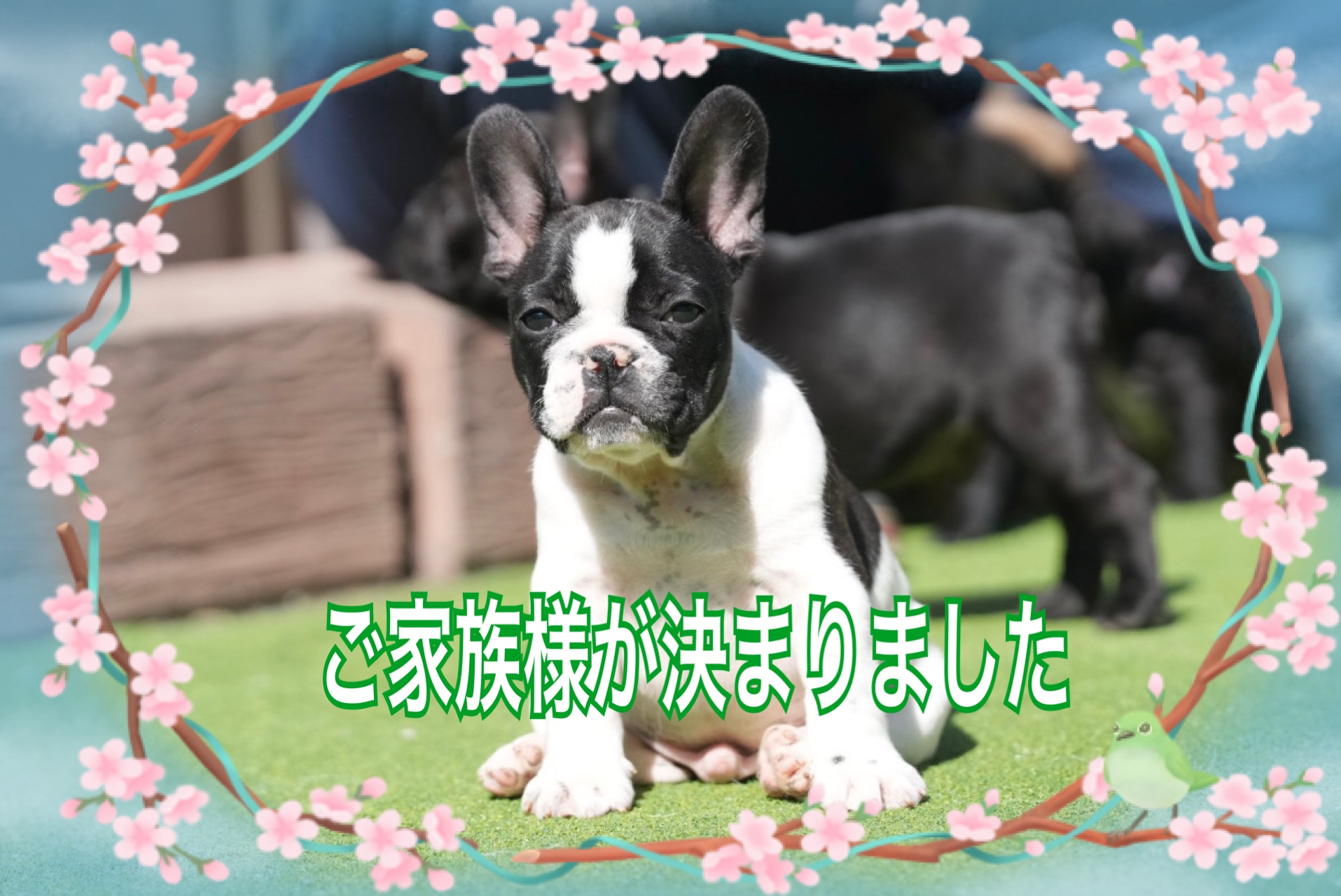 Rin second babys Boy