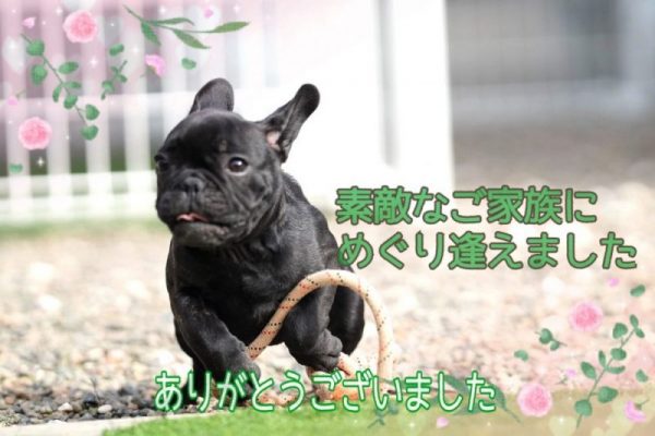 子犬情報