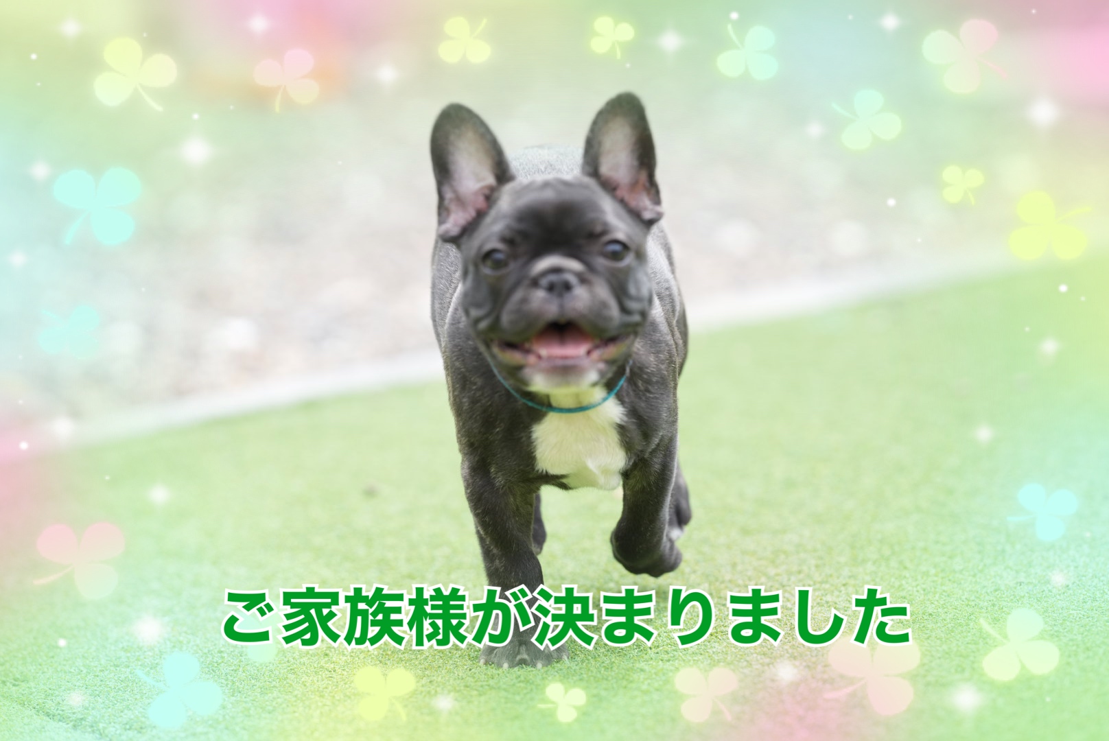 子犬情報