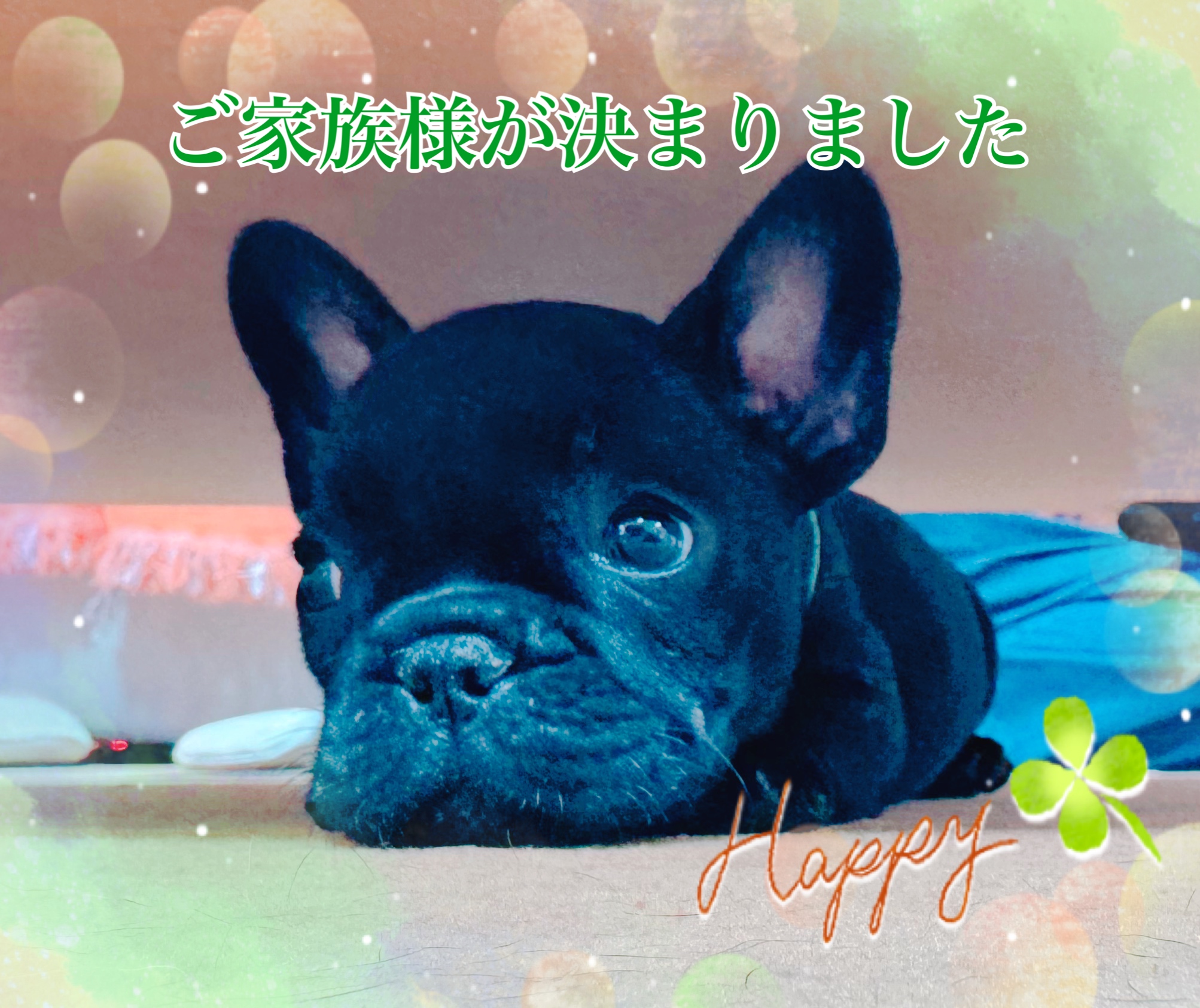 子犬情報