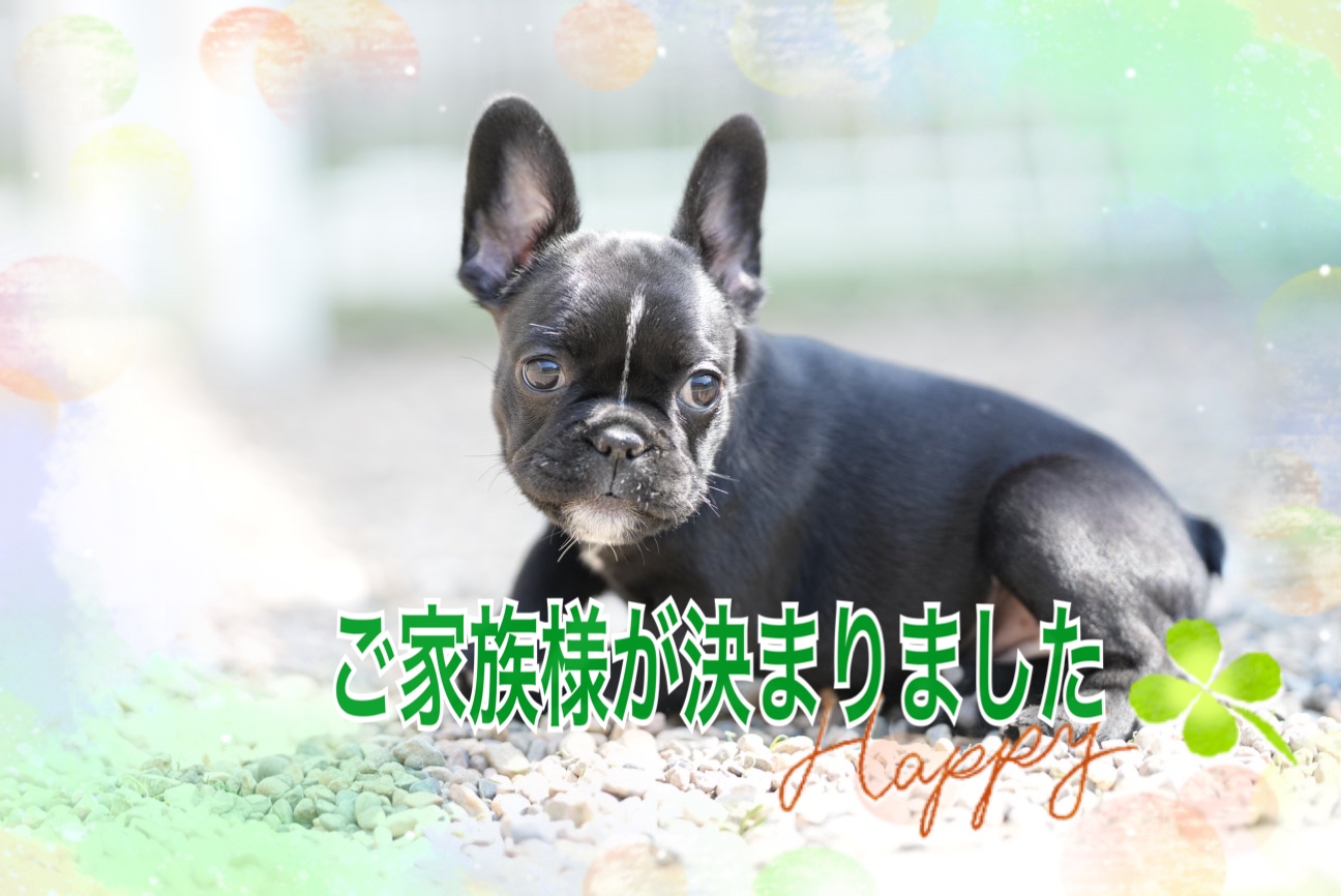 子犬情報