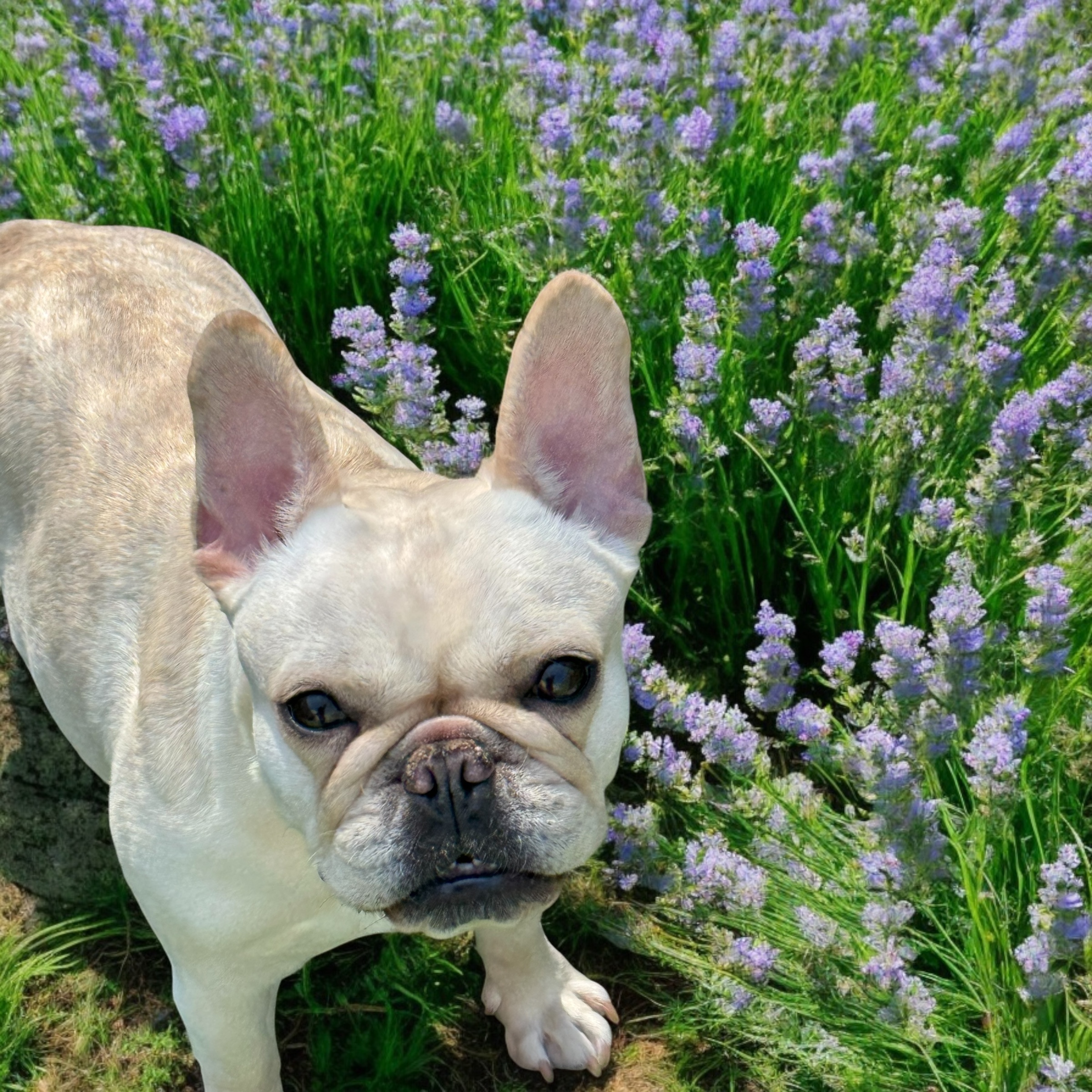 <p>とても穏やかで素直な女の子。<br />
子育て中も一生懸命に子供たちの面倒を見ていました。</p>