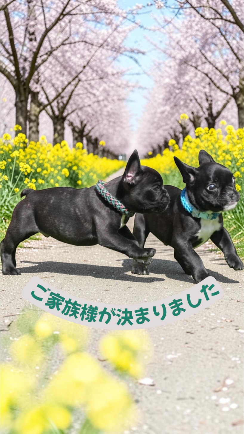 子犬情報