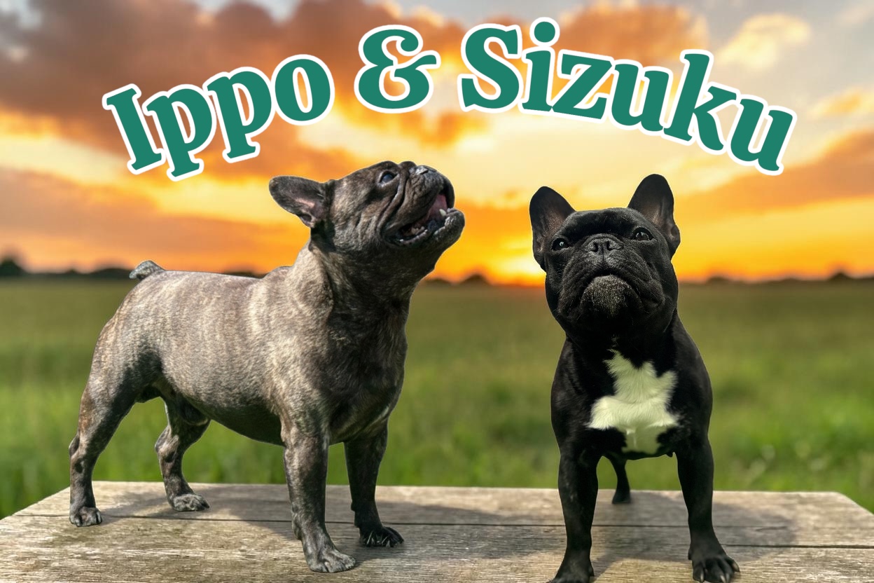 <p>JKCチャンピオン<br />
マハカラの看板犬。性格がピカイチよく本当に可愛い子なんです🩷<br />
優しさも溢れているので子犬の面倒もちゃんと見てくれます。私の大好きな息子❤️</p>