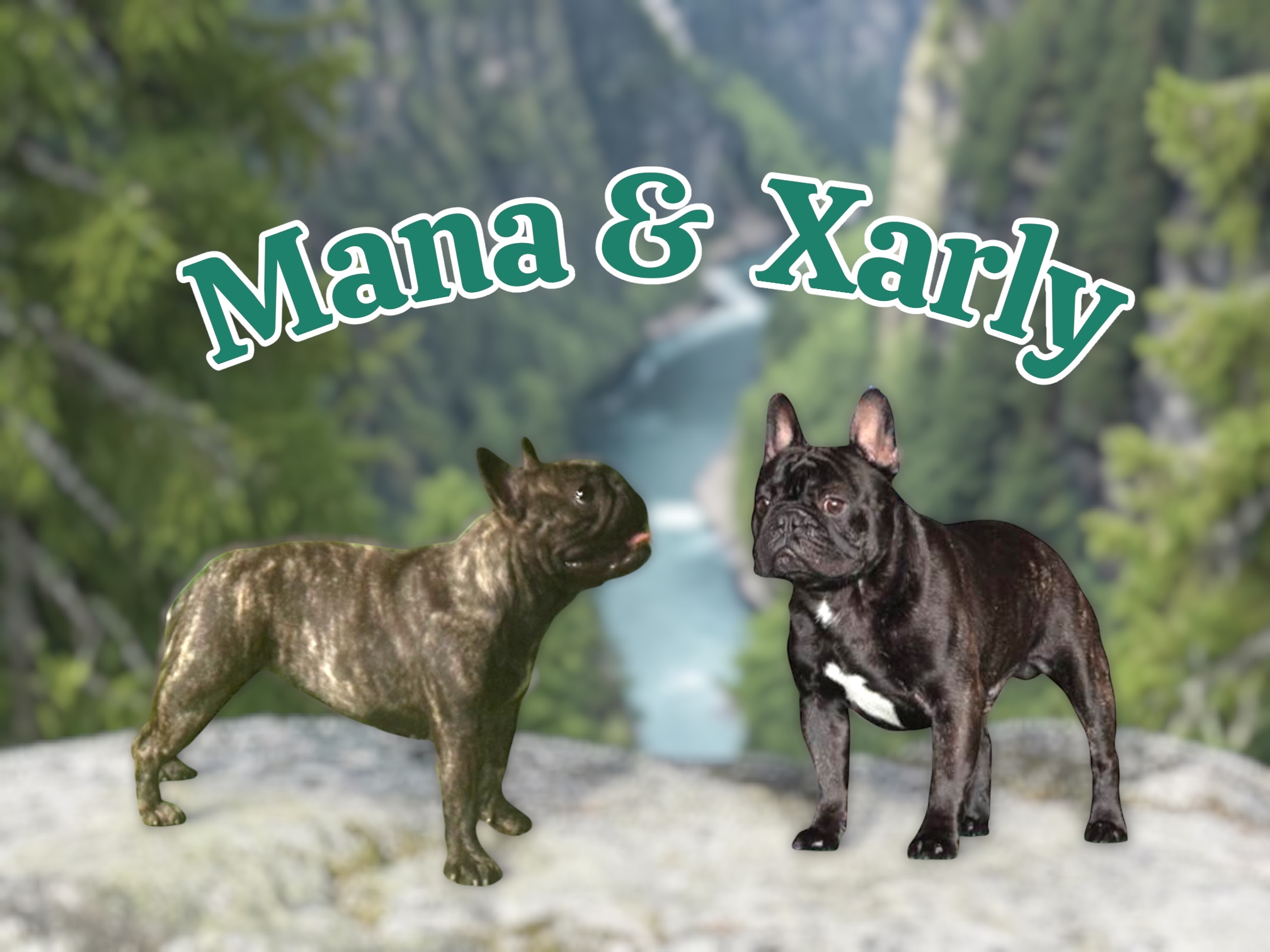 <p>当犬舎の看板犬　心(ココ)の娘。<br />
性格は穏やかだけど。。。少しナーバスな一面もあり精神的な弱さがあるけど人に対しても犬に対しても優しく従順で素直で可愛い💕<br />
愛情も深く凄く子煩悩なママ。自分のことよりも子どものことが心配で帝王切開で麻酔で朦朧としていてもお腹が痛くても子どもの側に行って面倒を見たいと必死で訴えてくるような子です。</p>