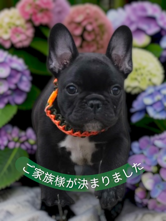 子犬情報