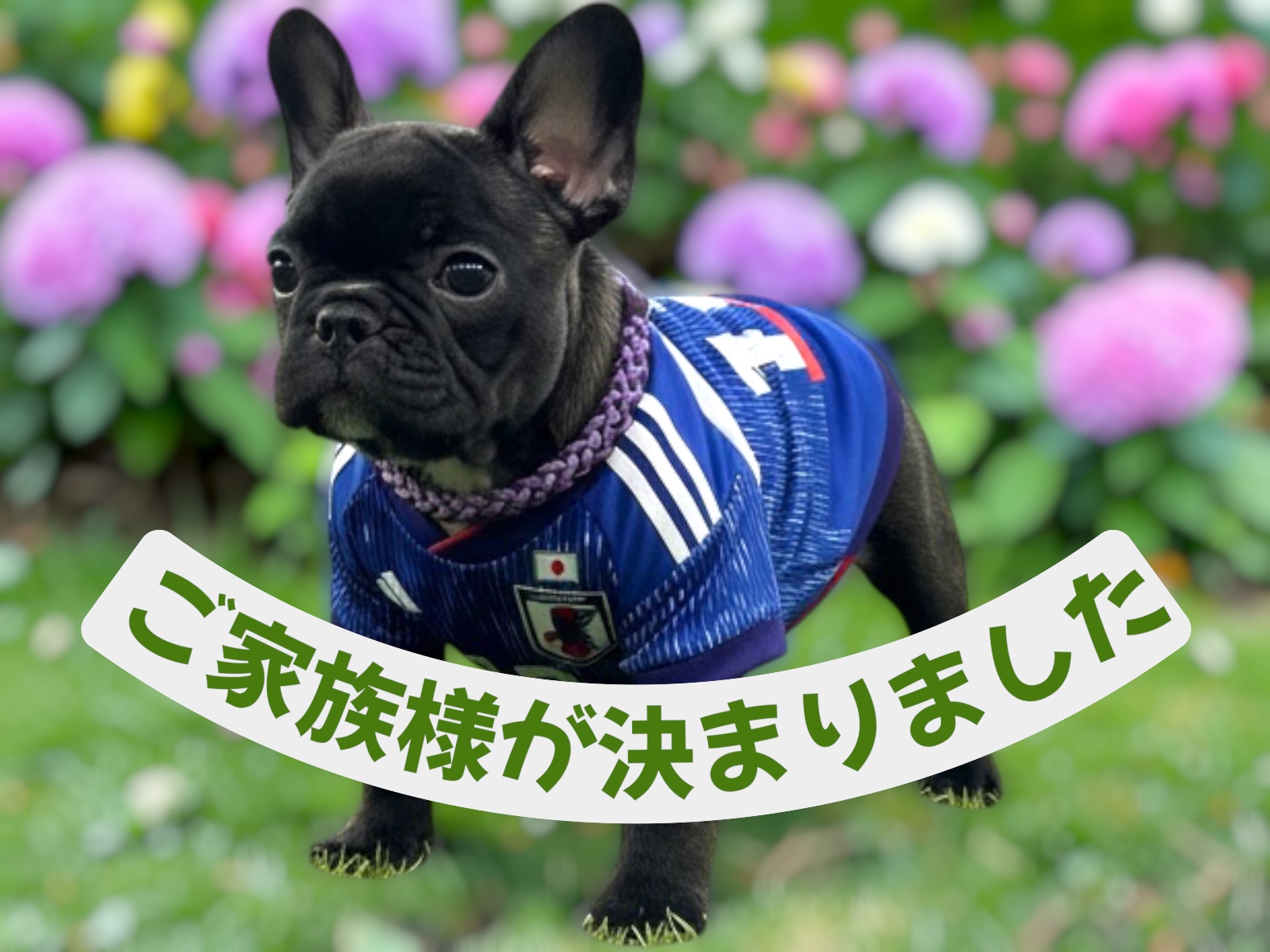 子犬情報