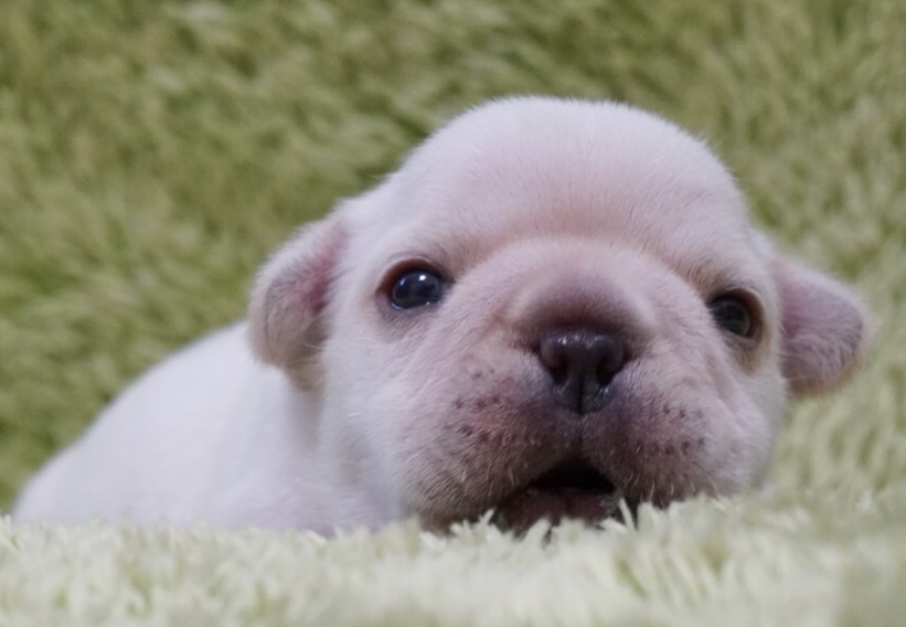 当犬舎の見学からお引渡しまでの流れ