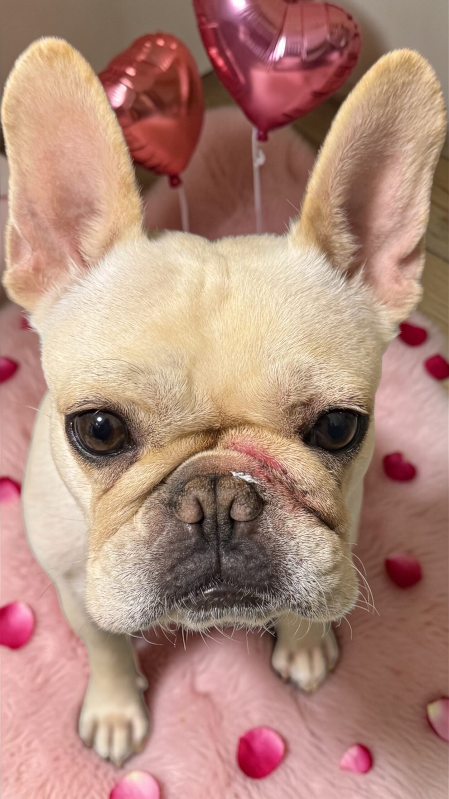 <p>穏やかですが行動力があり、運動神経も良くジャンプ力などフレブルこんなに飛ぶのと言うぐらいの高さを・・・びっくりしますよ🤣<br />
従順で人懐こっく可愛くって良い子です💞</p>